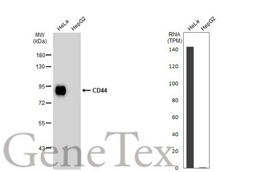 CD44 antibody