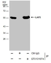 LAP3 antibody