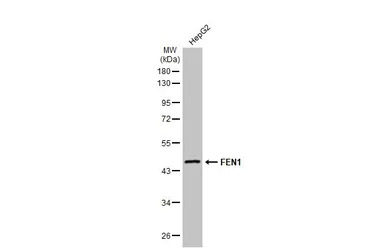 FEN1 antibody