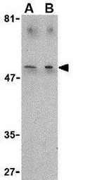 TIM-4 antibody