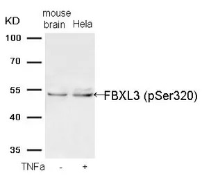 FBXL3 (phospho Ser320) antibod