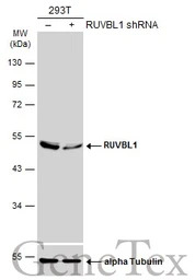RUVBL1 antibody