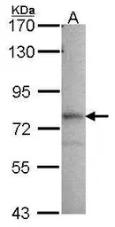 GMP synthase antibody [N1N3]