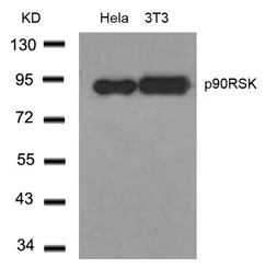 p90 RSK1 antibody