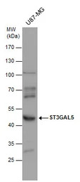 ST3GAL5 antibody