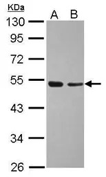 TAF7 antibody
