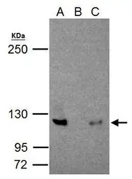 NFkB p100 antibody [C2C3], C-t