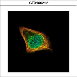 CENPF antibody [C3], C-term