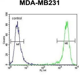 EMX1 antibody, C-term