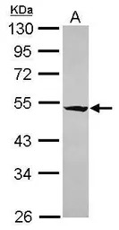 RASGEF1A antibody [C1C3]