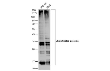 Ubiquitin antibody