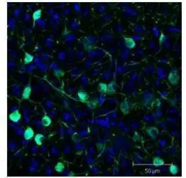 GFP antibody