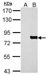 MX1 antibody