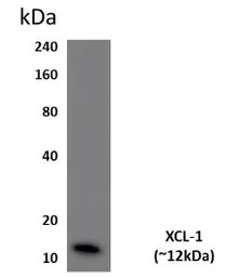 Lymphotactin antibody [4G24]