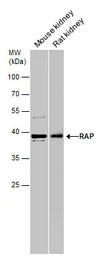 LRPAP1 antibody [N1C3]