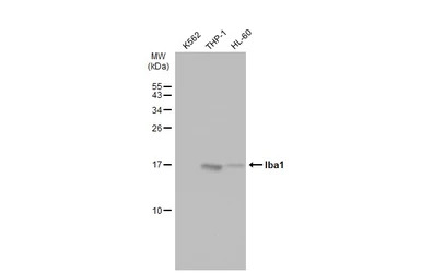 Iba1 antibody