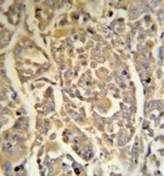 DCD antibody, C-term