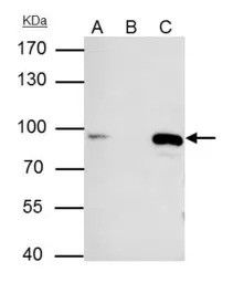 MCM7 antibody [N2C2], Internal