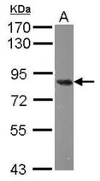 Nuclear Matrix Protein p84 ant