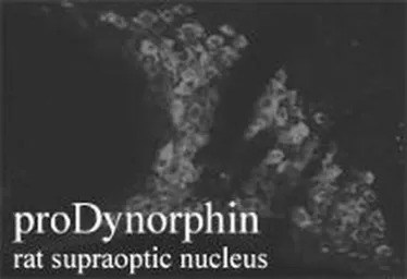 ProDynorphin antibody
