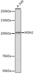 MSH2 antibody