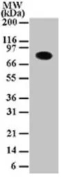 IKK alpha antibody [14A231]