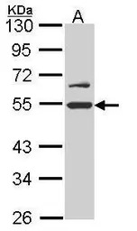 RUVBL2 antibody [N1C1]