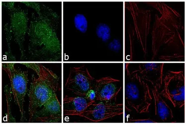 c-Abl (phospho Tyr245) antibod