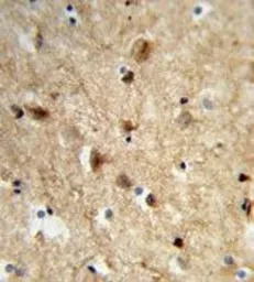 NEURL antibody, Internal