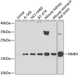 NME4 antibody