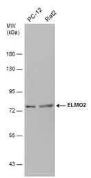 ELMO2 antibody [C3], C-term