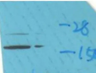 Calmodulin (phospho Thr79/Ser8
