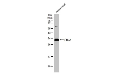 FHL2 antibody