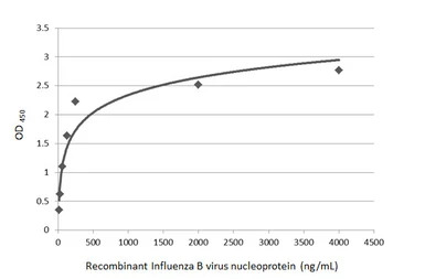 Influenza B virus Nucleoprotei
