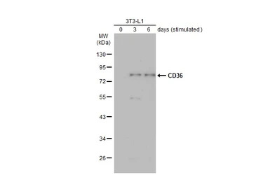 CD36 antibody [C1C3]