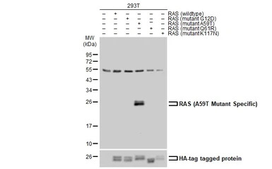 RAS (A59T Mutant) antibody