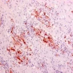 Rhizopus arrhizus antibody [WS