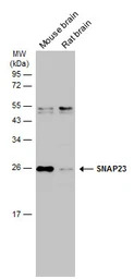 SNAP23 antibody