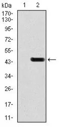 GluR2 antibody [7G6]