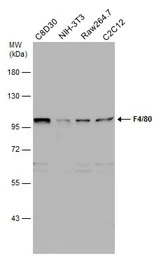 F4/80 antibody [C2C3], C-term