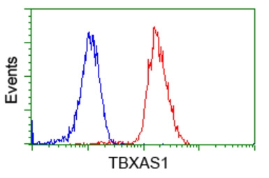 TXA synthase antibody [2C1]