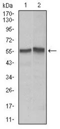 Fas antibody [4F8D6]