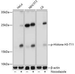 Histone H3T11ph (phospho Thr11