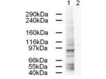 AP1G1 antibody