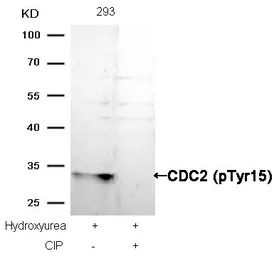 CDC2 (phospho Tyr15) antibody