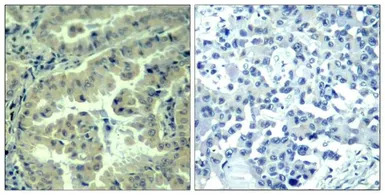 eIF4G (phospho Ser1232) antibo