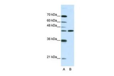 NMUR2 antibody, N-term