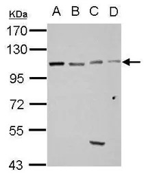 GRASP1 antibody [N3C2], Intern
