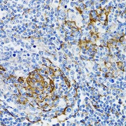 PGRMC1 antibody