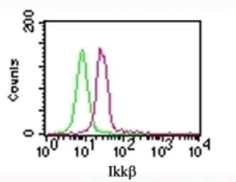 IKK beta antibody [10AG2]